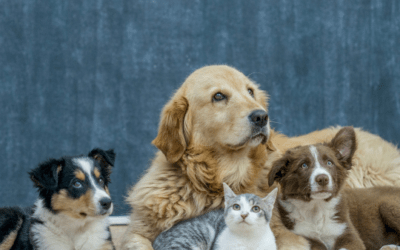 Preparazione di Farmaci Galenici Veterinari: Quando e Perché è Necessario