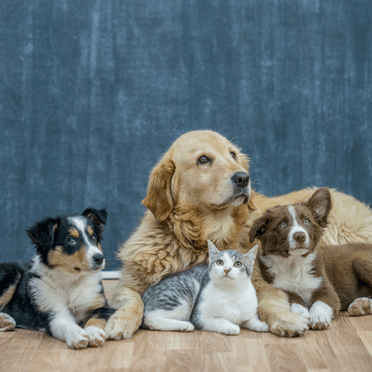 Preparazione di Farmaci Galenici Veterinari: Quando e Perché è Necessario